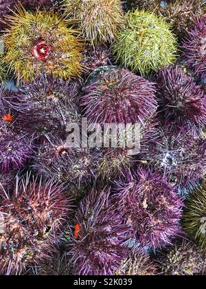 Frische Seeigel für den Verkauf in einem französischen Fischhändler. Stockfoto