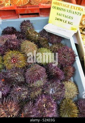 Seeigel für Verkauf, Frankreich. Stockfoto