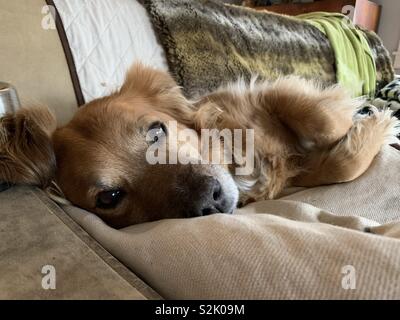 Golden Retriever mix auf der Couch Stockfoto