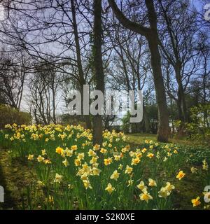 Frühling Narzissen im Stanley Park, Blackpool Stockfoto