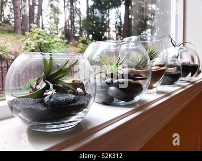 Tillandsia, Luft pflanzen in Glasbehältern. Stockfoto