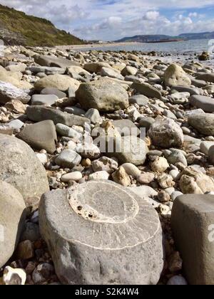 Anmonite Graveyard auf Monmouth Beach in Lyme Regis Stockfoto