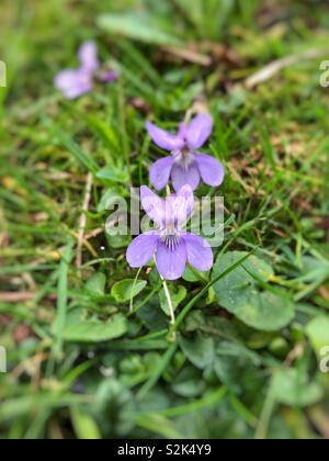 Süße Veilchen (Viola odorata) wächst in Großbritannien, Ende März. Stockfoto