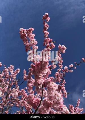 Pink Cherry blossom Stockfoto