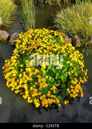 Sumpfdotterblume oder Kingcup (Caltha palustris) wächst in einem kleinen Teich, Großbritannien, Ende März. Stockfoto