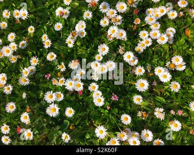 Gänseblümchen (Bellis perenis) in einer britischen Park, Ende März. Stockfoto