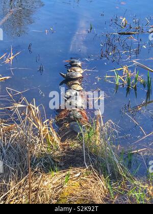 Schildkröten sitzen auf einem Baumstamm im Wasser, in der Sonne wärmer Stockfoto
