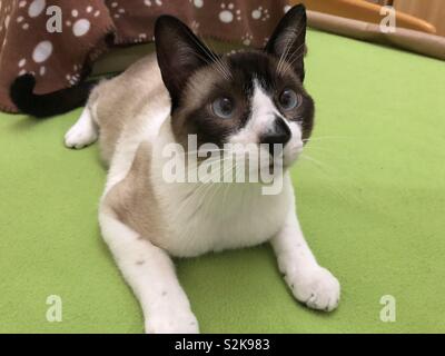 Porträt einer niedlichen Schneeschuh Katze Stockfoto