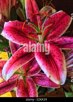 Nahaufnahme von einem hellen rosafarbenen stargazer Lilie Blume in voller Blüte. Stockfoto