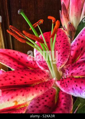 Wahl Nahaufnahme von einem hellen rosafarbenen stargazer Lilie Blume in voller Blüte. Stockfoto