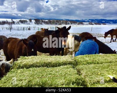 Wyoming Pferde warten frisches Heu gefüttert zu werden. Stockfoto