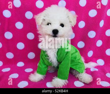 Teddy Welpen tragen grüne Terry Robe auf rosa und weißen Tupfen Handtuch Stockfoto