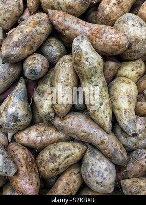 Full Frame der Farm Fresh Hawaiian lila Süßkartoffeln in einem Fach auf der Anzeige und zum Verkauf an die lokale Anbieter produzieren. Stockfoto