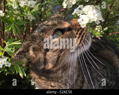Neugierig Braune Makrele Tabby Katze riecht weiße Spiraea Blüten im Frühling Garten Sonnenlicht draußen: Phillip Roberts Stockfoto