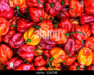 Full Frame von frische und köstliche Reife heisse scharfe rote habanero Paprika auf dem Display und zum Verkauf an die lokale Anbieter produzieren. Stockfoto