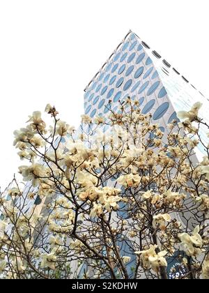 Die Magnolien blühen in Peking, China Stockfoto