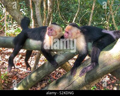 Ein paar weiße konfrontiert Affen in Manuel Antonio National Park, Costa Rica. Stockfoto