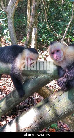 Die intensiven Blicken, mit einem weißen konfrontiert Affe in Manuel Antonio National Park, Costa Rica. Stockfoto