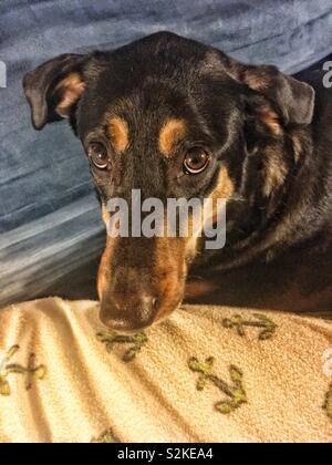 Traurig suche Schwarz und tan Mischling hounddog in die Kamera schaut mit seinem fragenden Augen. Stockfoto
