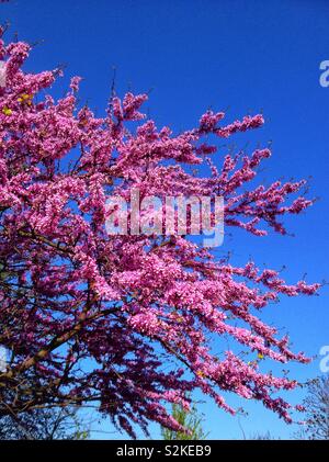 Judas Baum in voller Blüte Stockfoto