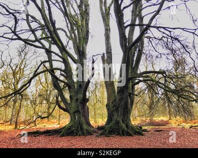 Kinclaven Bluebell Wood Stockfoto