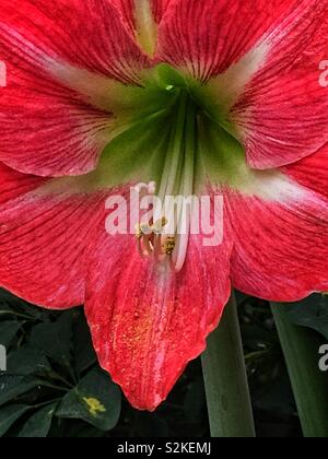 Riesige, wunderschöne rosa Amaryllis, Blume. Stockfoto