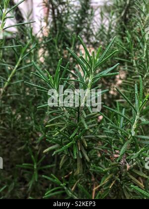 Frische perfekte aromatische Rosmarin Frühling, Rosmarinus officinalis, küchenkraut Anlage. Stockfoto