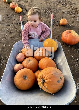 Mädchen in Pumpkin Patch mit Schubkarre sammeln Ernte Stockfoto