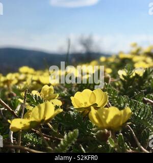 Kleine gelbe Blüten auf dem Feld close-up mit Sky Stockfoto