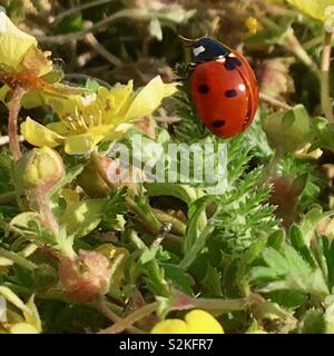 Marienkäfer kriecht auf einer kleinen Pflanze im Unterholz im Frühjahr Stockfoto