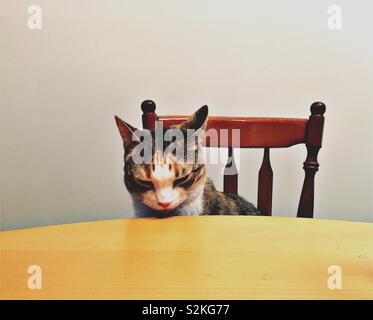 Senior cat Warten an einem Esstisch gefüttert zu werden.