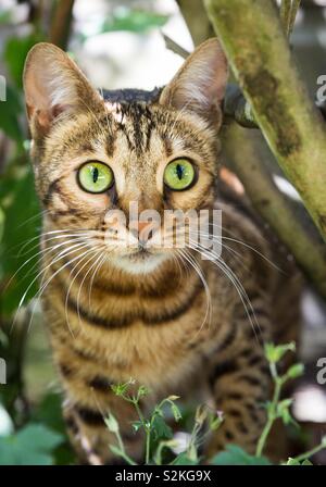 Eine gestreifte Bengal Katze mit großen grünen Augen jagen ihre Beute in Garten Unterholz Stockfoto