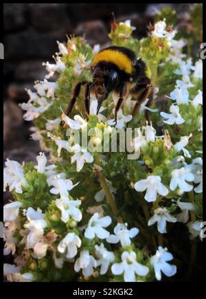Hummel auf blühende Thymian, Katalonien, Spanien. Stockfoto