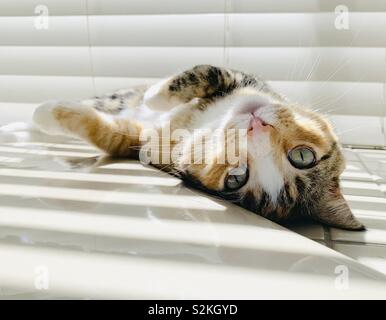 Grünäugige Katze Schildkröte liegt kopfüber in einem sonnendurchfluteten Raum. Stockfoto