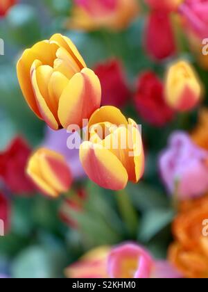 Amsterdam, Niederlande - 9 April 2019: Schöne bunte Tulpen in voller Blüte. Stockfoto