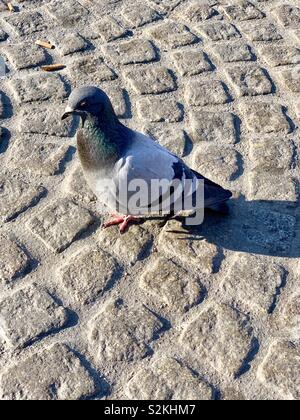 Amsterdam, Niederlande - 9 April 2019: Taube auf dem Kopfsteinpflaster der Dam Platz. Stockfoto