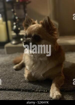 Chihuahua entspannend Stockfoto