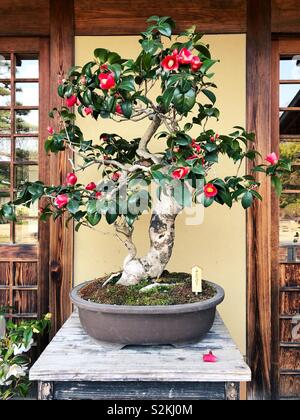 In einem blühenden Bonsai Baum an daisen Park Japanischer Garten in Sakai City, Osaka, Japan. Stockfoto