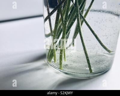 Die grüne Blume in einer Vase. Abstrakte Foto. Kleine Luftblasen in Wasser Stockfoto