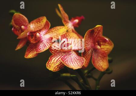 Eine Vielzahl von farbenprächtigen Orchideen mit natürlichen Hintergrund Stockfoto