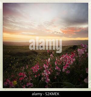 Sonnenuntergang über rosa blühenden Wildblumen in ein Feld in Südkalifornien. Stockfoto