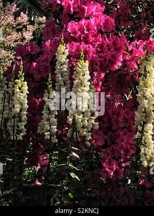 Türme von weissen Stock Blumen vor dem Hintergrund der heißen rosa Azaleen. Stockfoto