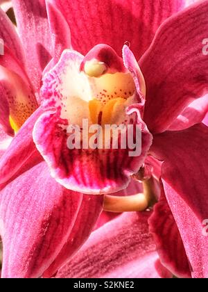 Full Frame Detailansicht eines perfekten rosa Orchidee in voller Blüte. Stockfoto