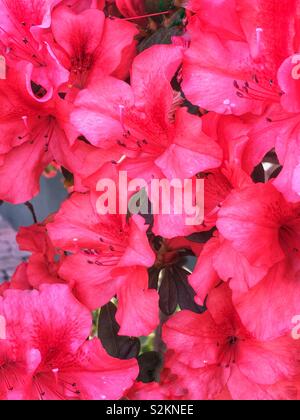 Full Frame der perfekte Rosa Azaleen in voller Blüte. Stockfoto