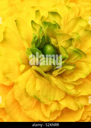 Full Frame Detailansicht eines perfekten Gelb buttercup Blume mit einem grünen Zentrum. Stockfoto