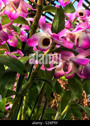 Feld voller Frische schöne rosa und weißen seltene Orchideen in voller Blüte im Garten wächst. Stockfoto