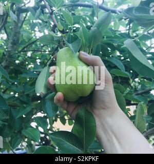 Die Hand eines Mannes zupft eine reife wilde Birnen vom Baum. Stockfoto