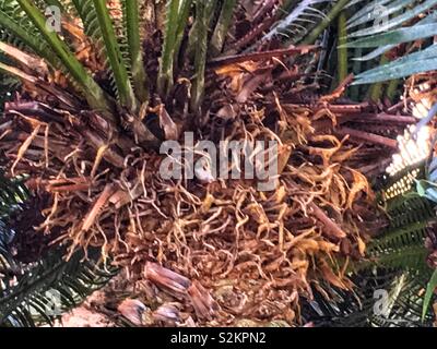 Full Frame von frischem Grün Dioon spinulosum, riesige dioon und Kaugummi Palme Wedel im Garten wächst. Stockfoto