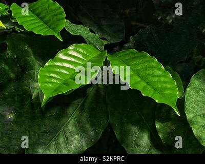 Frisches Grün Kaffee coffea arabica Blätter am Zweig. Stockfoto