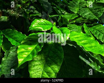 Frisches Grün Kaffee coffea arabica Blätter am Zweig. Stockfoto